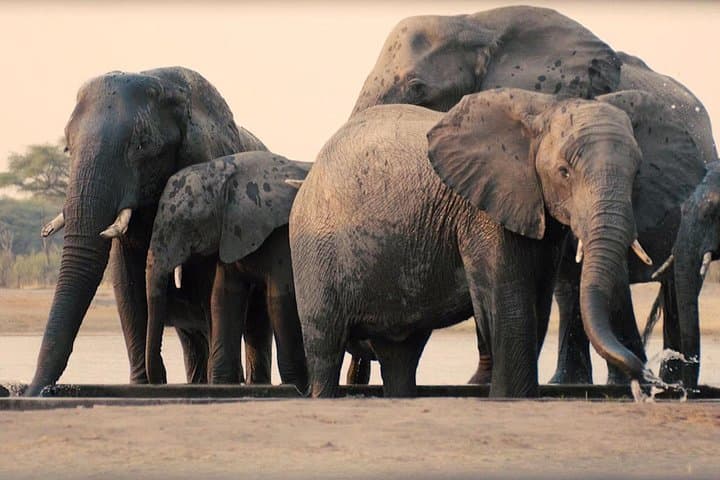 2-Day Safari to Mikumi National Park from Dar es Salaam photo 1