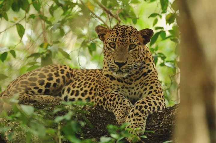 Wilpattu National Park Private Full-Day Safari from Colombo photo 3