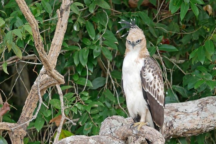 Wilpattu National Park Private Full-Day Safari from Colombo photo 4