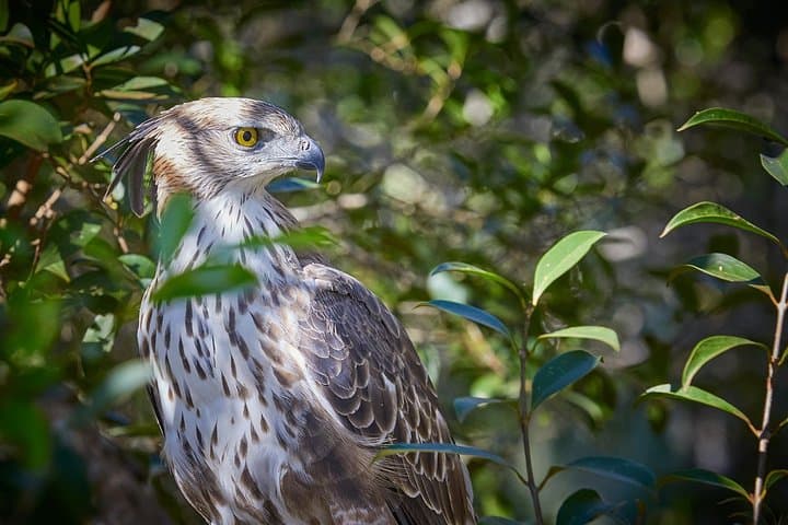 Wilpattu National Park Private Full-Day Safari from Colombo photo 6
