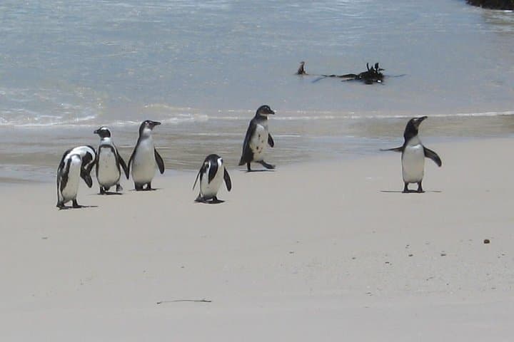 Cape Town Robben Island & Cape Peninsula Penguin Tour — V&A Waterfront to Cape Point photo 5