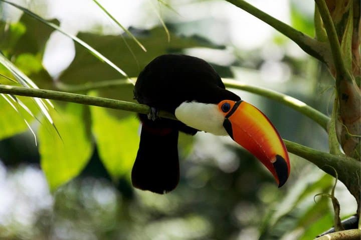 Explore Temaiken Biopark: Buenos Aires Full-Day Wildlife, Aquarium & Botanical Tour photo 2