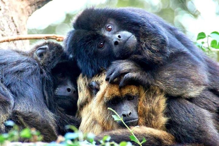Explore Temaiken Biopark: Buenos Aires Full-Day Wildlife, Aquarium & Botanical Tour photo 3