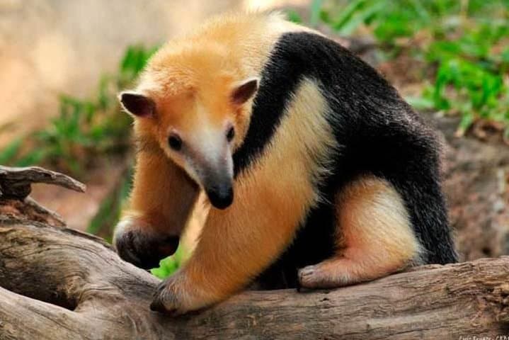 Explore Temaiken Biopark: Buenos Aires Full-Day Wildlife, Aquarium & Botanical Tour photo 4