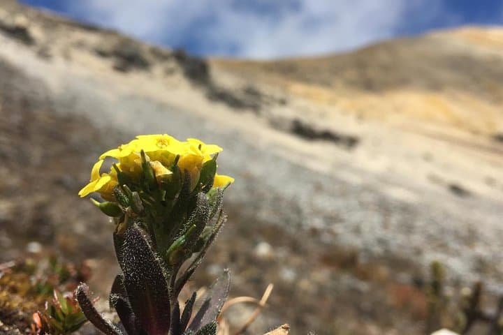 Trekking Paramillo del Quindío: 3-Day Ascent from Cocora Valley to 4,750m photo 6
