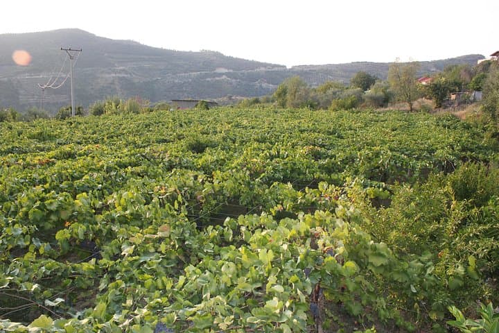 Berat 4x4 Off-Road and Malinat Vineyard Wine Tasting photo 6