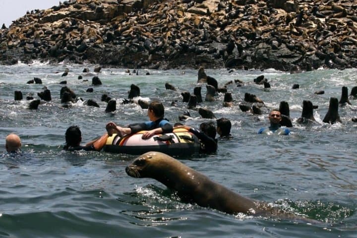 Swim with Sea Lions at Isla Palomino — Morning Tour from Lima photo 3