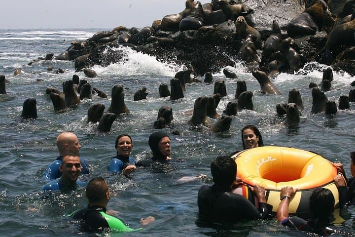Swim with Sea Lions at Isla Palomino — Morning Tour from Lima photo 4