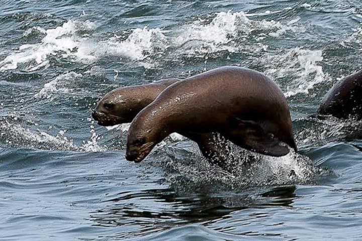 Swim with Sea Lions at Isla Palomino — Morning Tour from Lima photo 2