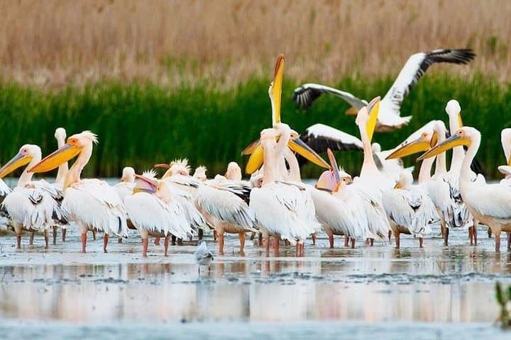 Explore the Danube Delta: 5-Day Private Tour from Bucharest photo 3