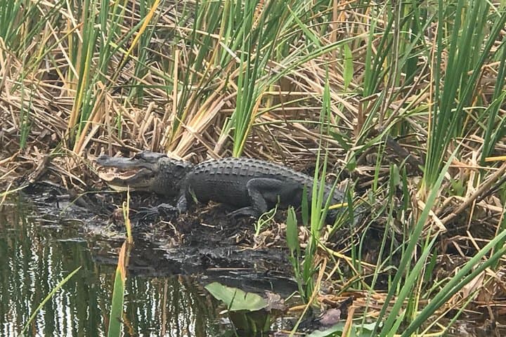 private-1-hour-airboat-tour-miami-everglades-what-to-expect photo 3