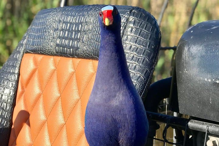 Private 1.5-Hour Everglades Airboat Tour — Miami Airboat Experience photo 4