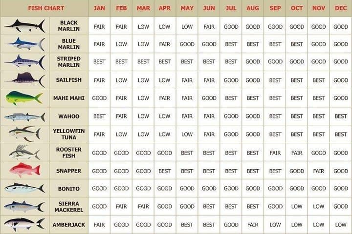 Cabo San Lucas Private Fishing Charter — All-Inclusive 5-Hour Angling Adventure photo 6