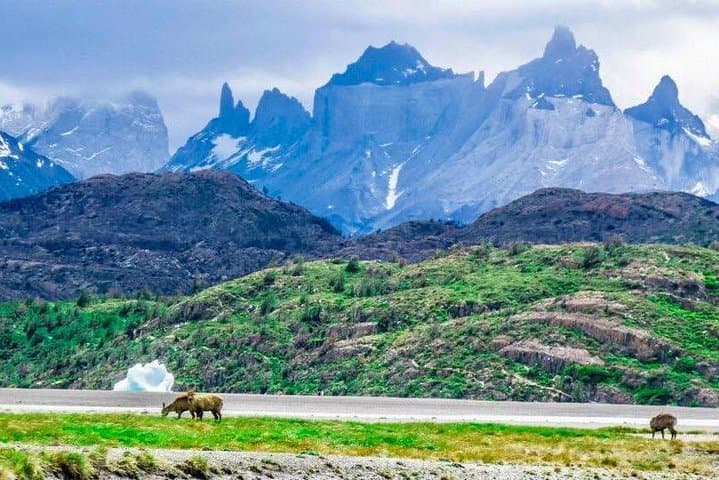 Half-Day Playa Gray Walk — Gray Lake & Glacier Viewpoint in Torres del Paine photo 3