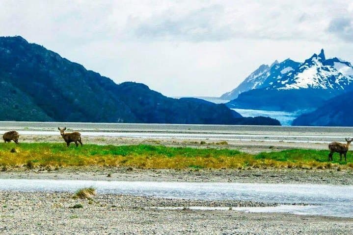 Half-Day Playa Gray Walk — Gray Lake & Glacier Viewpoint in Torres del Paine photo 2