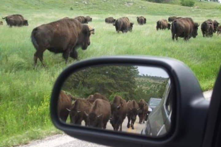 Jeep Safari and Hike in Custer State Park — Private Day Tour from Rapid City photo 4