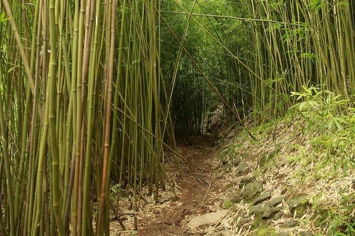 Maui Waterfall and Rainforest Adventure — Rainforest Drive and Waterfall Hikes from Kahului photo 2