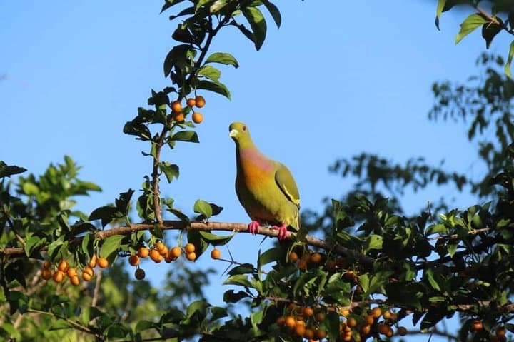 Yala National Park Full-Day Private Safari from Colombo or Negombo photo 3