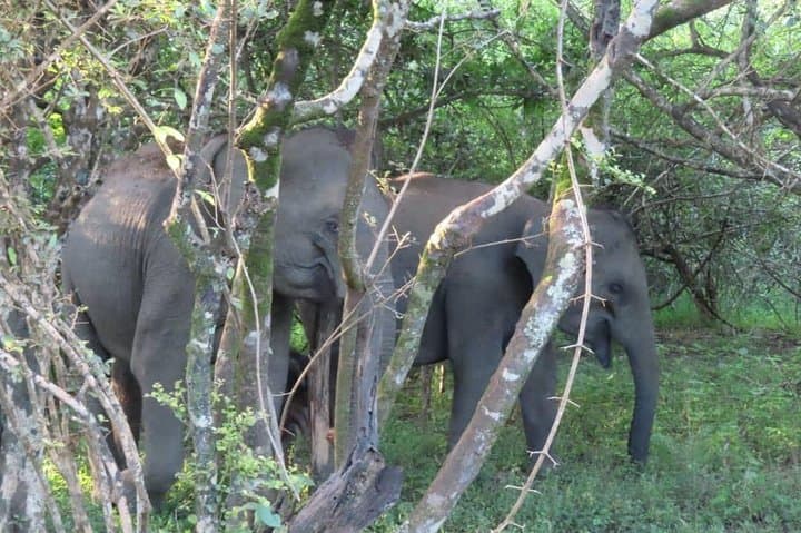 Yala National Park Full-Day Private Safari from Colombo or Negombo photo 5