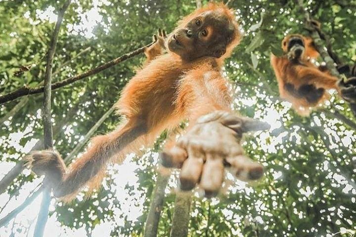 Bukit Lawang One-Day Jungle Trek and River Tubing to See Orangutans