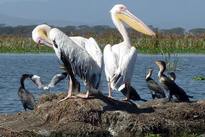 Biking Lake Naivasha & Hell's Gate: Rift Valley Ride from Nairobi photo 6