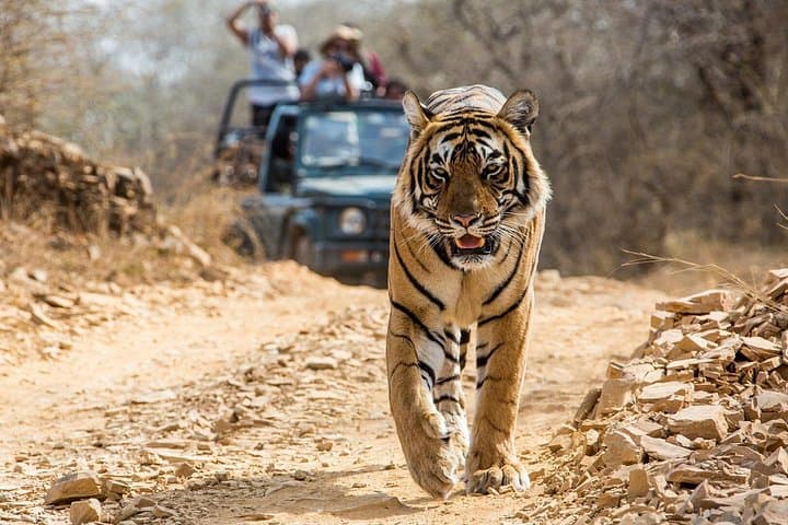 Golden Triangle & Ranthambore: 4-Day Delhi–Agra–Jaipur Wildlife and Heritage Circuit photo 2