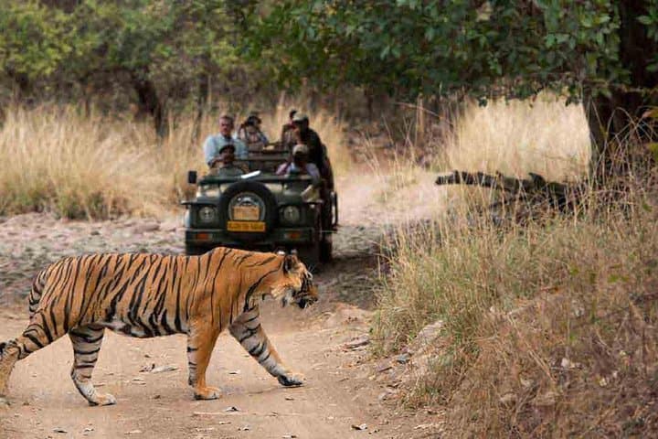 Ranthambore Tiger Safari from Jaipur — Private Day Tour to See Bengal Tigers photo 5