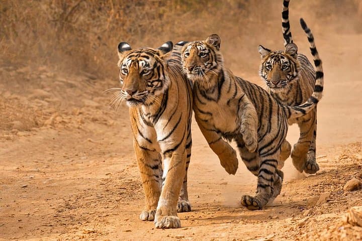 Golden Triangle & Ranthambore: 4-Day Delhi–Agra–Jaipur Wildlife and Heritage Circuit photo 3