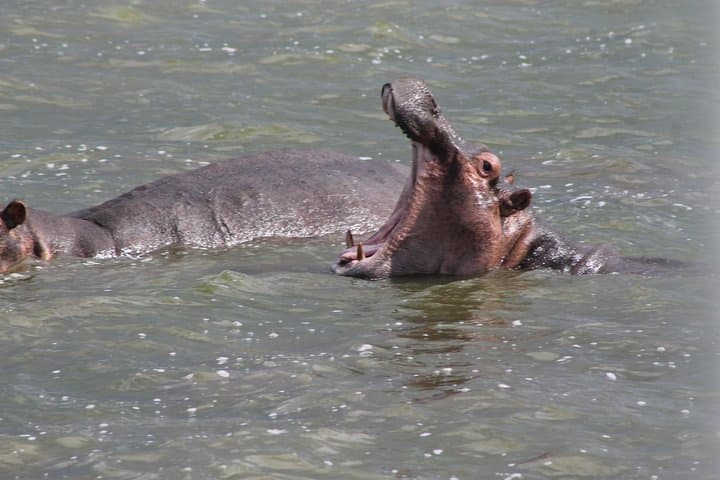 3-Day Rhino and Big 5 Safari in Murchison Falls - Rhino Tracking & Nile Cruise
