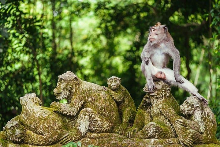 Ubud Full-Day Tour: Tegalalang Rice Terraces, Monkey Forest & Bali Swing