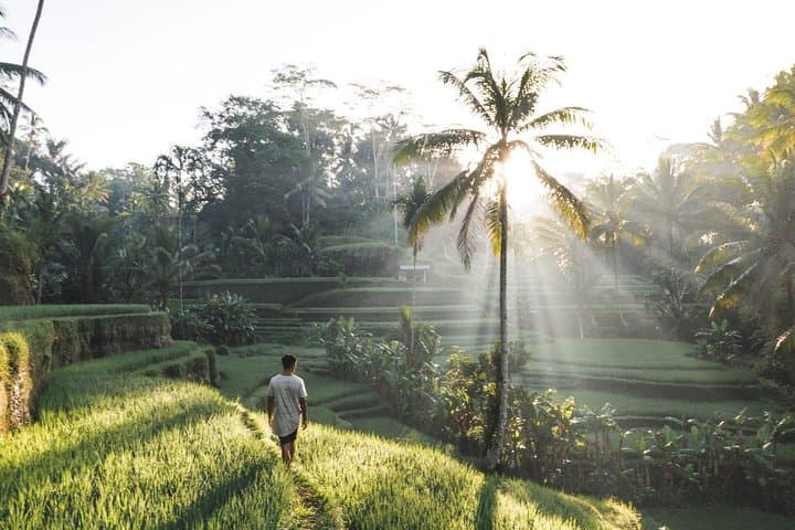 Ubud Full-Day Tour: Tegalalang Rice Terraces, Monkey Forest & Bali Swing photo 3