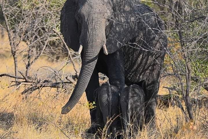 Chobe Day Trip from Livingstone: Kazungula Crossing, Game Drive & River Safari photo 4