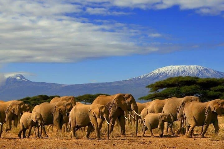 6-Day Amboseli, Tsavo & Diani Safari: Elephants, Lava Plains & Indian Ocean photo 2
