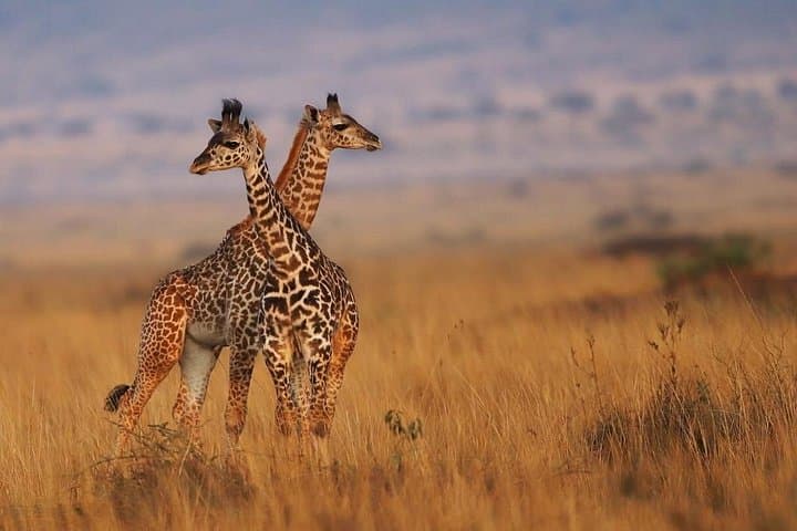 3-Day Maasai Mara Safari from Nairobi — Guided Budget Camp Adventure photo 2