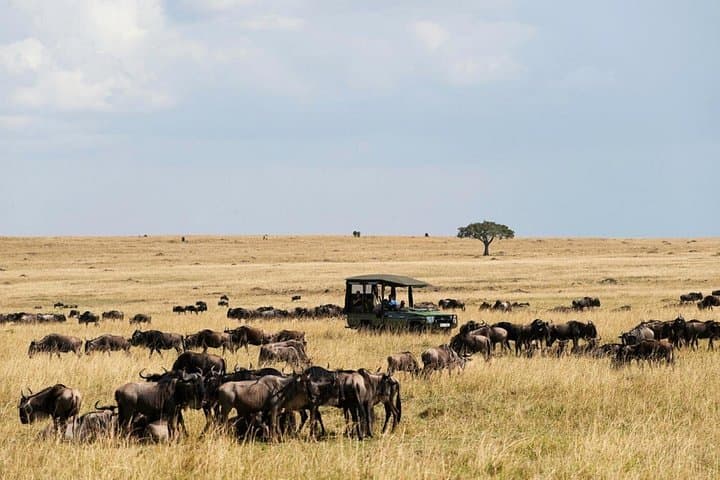 3-Day Maasai Mara Safari from Nairobi — Guided Budget Camp Adventure photo 5