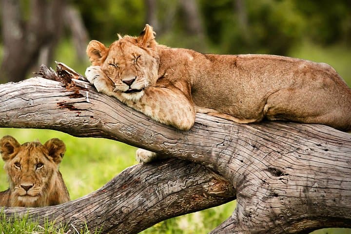 3-Day Maasai Mara Budget Safari: Big Cats, River Crossings & Affordable Camping photo 4
