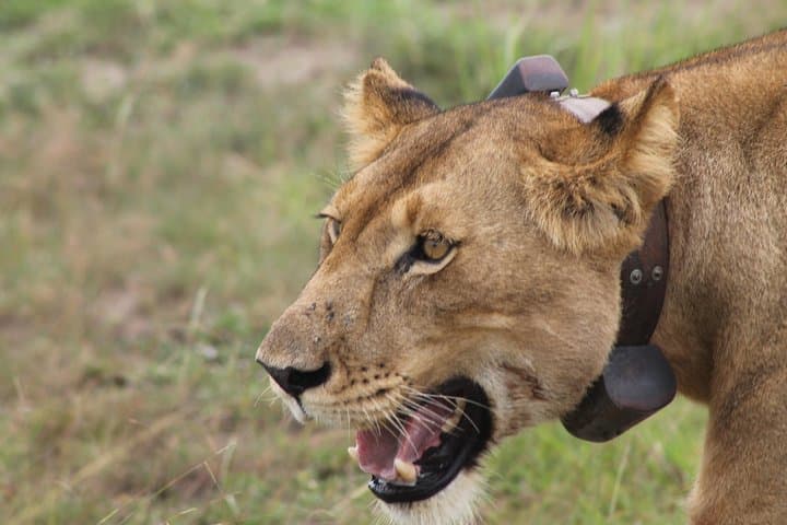 7-Day Uganda Wildlife Safari: Kidepo, Pian Upe & Murchison Falls