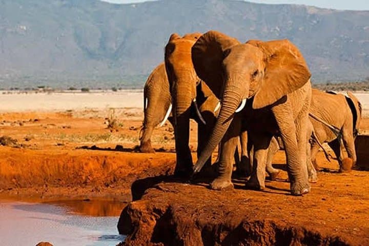 2-Day Overnight Tsavo East Safari from Mombasa or Diani Beach — Big Game & Lodge Stay photo 6