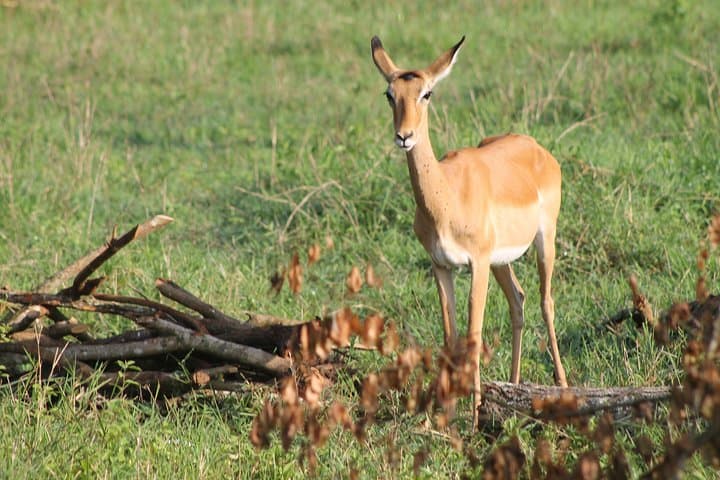 7-Day Uganda Wildlife Safari: Kidepo, Pian Upe & Murchison Falls photo 3