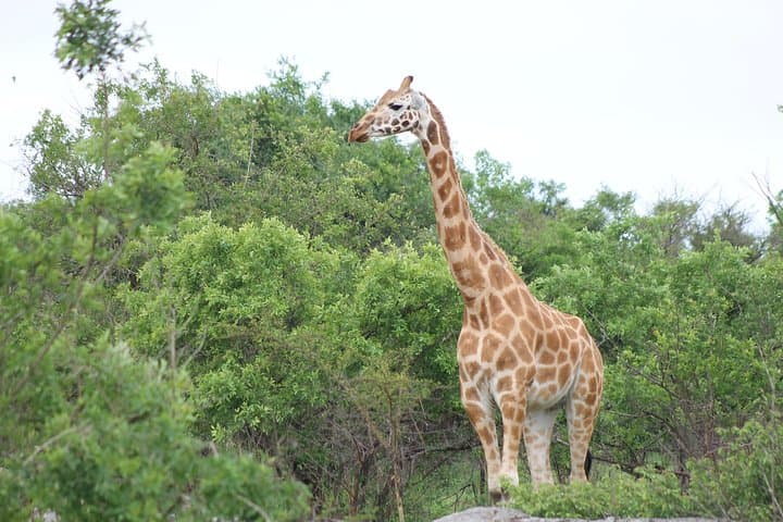 7-Day Uganda Wildlife Safari: Kidepo, Pian Upe & Murchison Falls photo 4