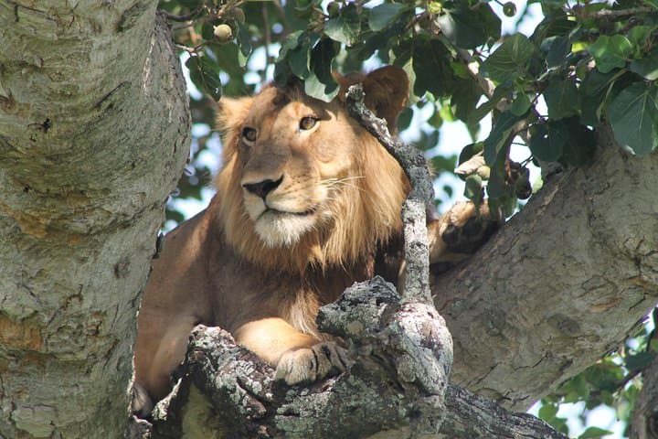 7-Day Uganda Wildlife Safari: Kidepo, Pian Upe & Murchison Falls photo 5