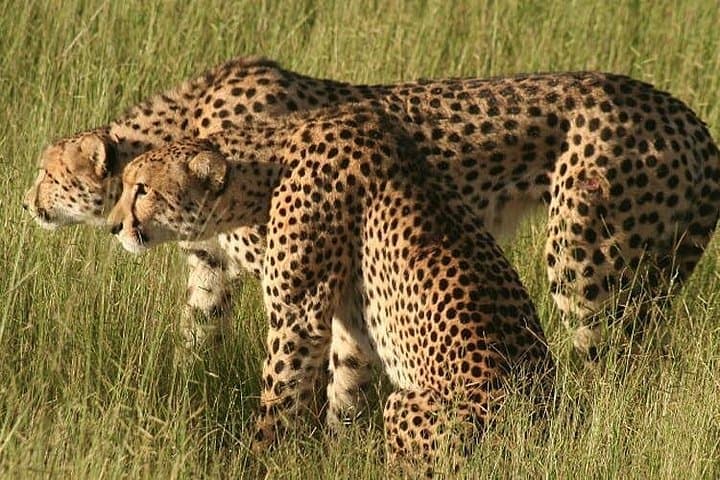 6-Day Amboseli, Tsavo & Diani Safari: Elephants, Lava Plains & Indian Ocean photo 1