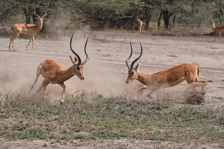 Private Day Safari to Ngorongoro Crater from Arusha photo 5