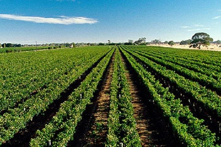 Full-Day Adelaide Hills Wine Tour — Hahndorf, Cellar Doors & Scenic Views