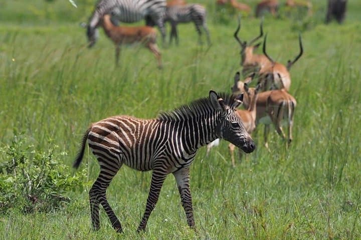 Morogoro to Mikumi: Full-Day Safari in Mikumi National Park photo 4