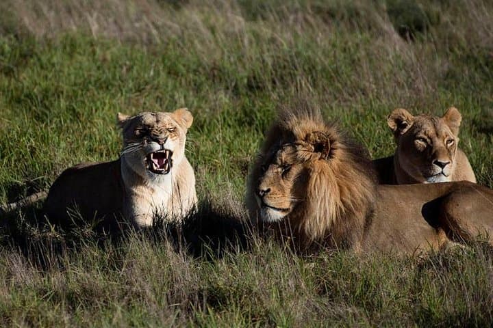 Cape Town Day Safari to See the Big Five in the Klein Karoo photo 1