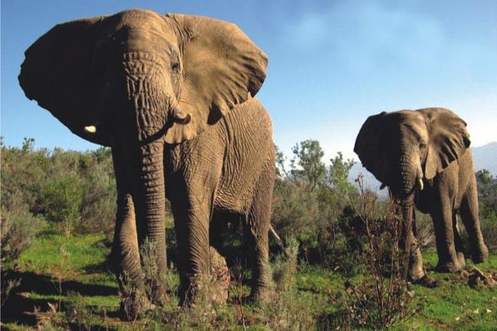 Cape Town Day Safari to See the Big Five in the Klein Karoo photo 3