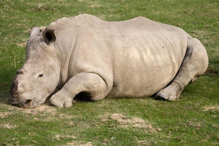 Cape Town Day Safari to See the Big Five in the Klein Karoo photo 4