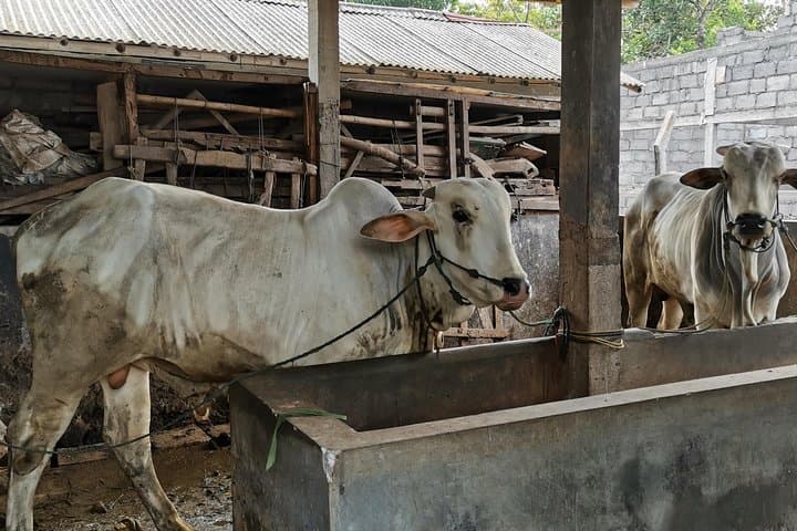 Borobudur Temple & Candirejo Village Tour — Dokar Ride or Cycling from Yogyakarta photo 3