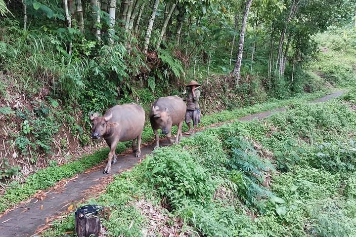 Borobudur Temple & Candirejo Village Tour — Dokar Ride or Cycling from Yogyakarta photo 5